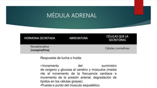 MÉDULA ADRENAL
HORMONA SECRETADA ABREVIATURA
CÉLULAS QUE LA
SECRETORAS
Noradrenalina
(norepinefrina)
Células cromafines
Respuesta de lucha o huida:
•:Incremento del suministro
de oxígeno y glucosa al cerebro y músculos (media
nte el incremento de la frecuencia cardiaca e
incremento de la presión arterial, degradación de
lípidos en los células grasas)
•Puesta a punto del músculo esquelético.
 