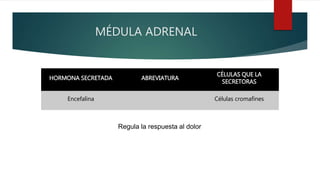 MÉDULA ADRENAL
HORMONA SECRETADA ABREVIATURA
CÉLULAS QUE LA
SECRETORAS
Encefalina Células cromafines
Regula la respuesta al dolor
 