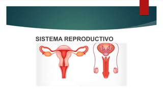 SISTEMA REPRODUCTIVO
 
