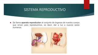 SISTEMA REPRODUCTIVO
 Se llama aparato reproductor al conjunto de órganos de nuestro cuerpo
que sirven para reproducirnos, es decir, dar a luz a nuevos seres
humanos.
 