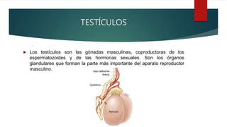 TESTÍCULOS
 Los testículos son las gónadas masculinas, coproductoras de los
espermatozoides y de las hormonas sexuales. Son los órganos
glandulares que forman la parte más importante del aparato reproductor
masculino.
 