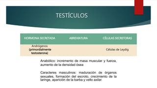 TESTÍCULOS
HORMONA SECRETADA ABREVIATURA CÉLULAS SECRETORAS
Andrógenos
(primordialmente
testosterona)
Células de Leydig
Anabólico: incremento de masa muscular y fuerza,
aumento de la densidad ósea
Caracteres masculinos: maduración de órganos
sexuales, formación del escroto, crecimiento de la
laringe, aparición de la barba y vello axilar.
 