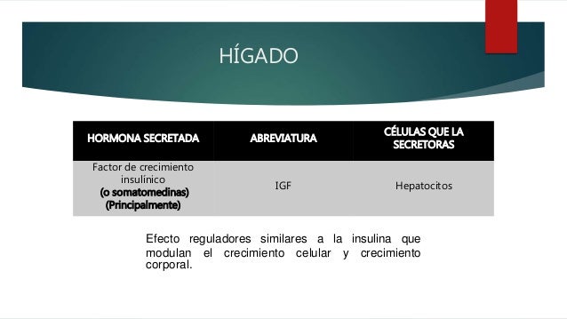 Sistema endocrino Sistema endocrino