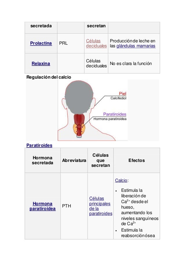 Sistema endocrino Sistema endocrino