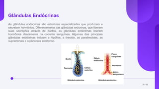Glândulas Endócrinas
As glândulas endócrinas são estruturas especializadas que produzem e
secretam hormônios. Diferentemente das glândulas exócrinas, que liberam
suas secreções através de ductos, as glândulas endócrinas liberam
hormônios diretamente na corrente sanguínea. Algumas das principais
glândulas endócrinas incluem a hipófise, a tireoide, as paratireoides, as
suprarrenais e o pâncreas endócrino.
3 - 15
 
