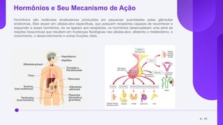 Hormônios e Seu Mecanismo de Ação
Hormônios são moléculas sinalizadoras produzidas em pequenas quantidades pelas glândulas
endócrinas. Eles atuam em células-alvo específicas, que possuem receptores capazes de reconhecer e
responder a esses hormônios. Ao se ligarem aos receptores, os hormônios desencadeiam uma série de
reações bioquímicas que resultam em mudanças fisiológicas nas células-alvo, afetando o metabolismo, o
crescimento, o desenvolvimento e outras funções vitais.
4 - 15
 