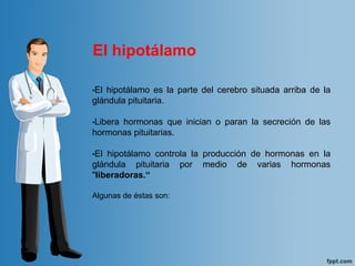 •El hipotálamo es la parte del cerebro situada arriba de la
glándula pituitaria.
•Libera hormonas que inician o paran la secreción de las
hormonas pituitarias.
•El hipotálamo controla la producción de hormonas en la
glándula pituitaria por medio de varias hormonas
"liberadoras.“
Algunas de éstas son:
El hipotálamo
 