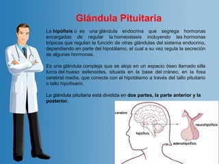 La hipófisis o  es  una glándula  endocrina  que  segrega  hormonas 
encargadas  de  regular  la homeostasis  incluyendo  las hormonas 
trópicas que regulan la función de otras glándulas del sistema endocrino, 
dependiendo en parte del hipotálamo, el cual a su vez regula la secreción 
de algunas hormonas.
Es una glándula compleja que se aloja en un espacio óseo llamado silla 
turca del hueso  esfenoides,  situada  en  la  base  del cráneo,  en  la  fosa 
cerebral media, que conecta con el hipotálamo a través del tallo pituitario 
o tallo hipofisario.
La glándula pituitaria está dividida en dos partes, la parte anterior y la
posterior.
Glándula Pituitaria
 