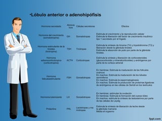 Hormona secretada
Abrevia
tura
Células secretoras Efectos
Hormona del crecimiento
(somatotropina)
GH Somatotropas
Estimula el crecimiento y la reproducción celular
Estimula la liberación del factor de crecimiento insulínico 
tipo 1 secretado por el hígado
Hormona estimulante de la 
tiroides
(tirotropina)
TSH Tirotropas
Estimula la síntesis de tiroxina (T4) y triyodotironina (T3) y 
liberación desde la glándula tiroides
Estimula la absorción de yodo por parte de la glándula 
tiroides.
Hormona 
adrenocorticotropica
(corticotropina)
ACTH Corticotropas
Estimula la síntesis y liberación de corticosteroides 
(glucocorticoide y mineralcorticoides) y andrógenos por 
parte de la corteza adrenal
Hormona 
foliculoestimulante
FSH Gonadotropas
En hembras: Estimula la maduración de los folículos 
ováricos
En machos: Estimula la maduración de los túbulos 
seminiferos
En machos: Estimula la espermatogénesis
En machos: Estimula la producción de proteínas ligadoras 
de andrógenos en las células de Sertoli en los testículos
Hormona luteinizante LH Gonadotropas
En hembras: estimulan la ovulación
En hembras: Estimula la formación del cuerpo lúteo
En machos: estimula la síntesis de testosterona por parte 
de las células de Leydig
Prolactina PRL
Lactotropas y ma
motropas
Estimula la síntesis de liberación de leche desde 
la glándula mamaria
Media el orgasmo
•Lóbulo anterior o adenohipófisis
 