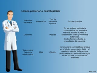 Hormona 
secretada
Abreviatura
Tipo de 
sustancia 
química
Función principal
Oxitocina Péptido
En las mujeres estimula la 
contracción de los músculos 
uterinos durante el parto, la 
secreción de leche y conductas 
maternales. 
En los hombres facilita la 
eyaculación de esperma.
Vasopresina
(hormona 
antidiurética)
ADH Péptido
Incrementa la permeabilidad al agua 
en el túbulo contorneado distal y el 
conducto colector de la nefrona, 
promoviendo la reabsorción de agua 
en los riñones y comprime las 
arteriolas
•Lóbulo posterior o neurohipófisis
 