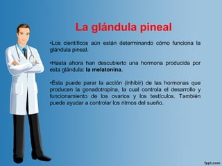 •Los  científicos  aún  están  determinando  cómo  funciona  la 
glándula pineal. 
•Hasta  ahora  han  descubierto  una  hormona  producida  por 
esta glándula: la melatonina. 
•Ésta  puede  parar  la  acción  (inhibir)  de  las  hormonas  que 
producen  la  gonadotropina,  la  cual  controla  el  desarrollo  y 
funcionamiento  de  los  ovarios  y  los  testículos.  También 
puede ayudar a controlar los ritmos del sueño. 
La glándula pineal
 