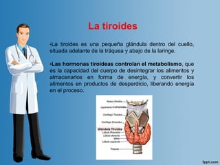 •La  tiroides  es  una  pequeña  glándula  dentro  del  cuello, 
situada adelante de la tráquea y abajo de la laringe. 
•Las hormonas tiroideas controlan el metabolismo, que 
es la capacidad del cuerpo de desintegrar los alimentos y 
almacenarlos  en  forma  de  energía,  y  convertir  los 
alimentos en productos de desperdicio, liberando energía 
en el proceso. 
La tiroides
 