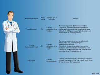 Hormona secretada
Abrevi
atura
Células que la 
originan
Efectos
Triyodotironina T3
Células 
epiteliales de la 
tiroides
(Forma más potente de hormona tiroidea)
Estimula el consumo de oxígeno y energía, 
mediante el incremento del metabolismo basal
Estimula el ARN polimerasa I y II, de este modo 
promoviendo la síntesis proteica
Tiroxina
(tetrayodotironina)
T4
Células 
epiteliales de la 
tiroides
(Forma menos activa de hormona tiroidea)
(Actúa como una prohormona para 
originar triyodotironina)
Estimula el consumo de oxígeno y energía, 
mediante el incremento del metabolismo basal
Estimula la ARN polimerasa I y II, de este modo 
promoviendo la síntesis proteica
Calcitonina
Células 
parafoliculares
Estimula los osteoblastos y la construcción ósea
Inhibe la liberación de Ca2+
 del hueso, reduciendo 
de esa forma el Ca2+
 sanguíneo
 