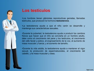 •Los  hombres  tienen  glándulas  reproductivas  gemelas,  llamadas 
testículos, que producen la hormona testosterona.
 
•La  testosterona  ayuda  a  que  el  niño  varón  se  desarrolle  y 
mantenga sus características sexuales. 
•Durante la pubertad, la testosterona ayuda a producir los cambios 
físicos  que  hacen  que  el  niño  se  convierta  en  un  hombre  adulto, 
tales como el crecimiento del pene y los testículos, el crecimiento 
del vello facial y púbico, el engrosamiento de la voz, el aumento de 
masa muscular y fuerza, y el aumento de tamaño. 
•Durante la vida adulta, la testosterona ayuda a mantener el vigor 
sexual,  la  producción  de  espermatozoides,  el  crecimiento  del 
cabello, y la masa muscular y ósea. 
Los testículos
 