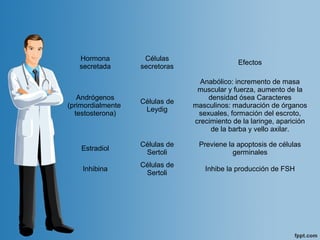 Hormona 
secretada
Células 
secretoras
Efectos
Andrógenos
(primordialmente 
testosterona)
Células de 
Leydig
Anabólico: incremento de masa 
muscular y fuerza, aumento de la 
densidad ósea Caracteres 
masculinos: maduración de órganos 
sexuales, formación del escroto, 
crecimiento de la laringe, aparición 
de la barba y vello axilar.
Estradiol
Células de 
Sertoli
Previene la apoptosis de células 
germinales
Inhibina
Células de 
Sertoli
Inhibe la producción de FSH
 
