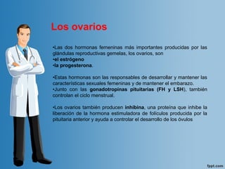 •Las  dos  hormonas  femeninas  más  importantes  producidas  por  las 
glándulas reproductivas gemelas, los ovarios, son 
•el estrógeno
•la progesterona. 
•Estas hormonas son las responsables de desarrollar y mantener las 
características sexuales femeninas y de mantener el embarazo. 
•Junto  con  las  gonadotropinas pituitarias (FH y LSH),  también 
controlan el ciclo menstrual. 
•Los ovarios también producen inhibina, una proteína que inhibe la 
liberación de la hormona estimuladora de folículos producida por la 
pituitaria anterior y ayuda a controlar el desarrollo de los óvulos 
Los ovarios
 