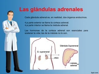 Cada glándula adrenal es, en realidad, dos órganos endocrinos.
•La parte exterior se llama la corteza adrenal.
•La parte interior se llama la médula adrenal.
Las hormonas de la corteza adrenal son esenciales para
sostener la vida; las de la médula no lo son.
Las glándulas adrenales
 