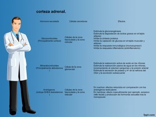 Hormona secretada Células secretoras Efectos
Glucocorticoides
(Principalmente cortisol)
Células de la zona
fasciculada y la zona
reticular
Estimula la gluconeogénesis
Estimula la degradación de ácidos grasos en el tejido
adiposo
Inhibe la síntesis proteica
Inhibe la captación de glucosa en el tejido muscular y
adiposo
Inhibe la respuesta inmunológica (imunosupresor)
Inhibe la respuesta inflamatoria (antiinflamatorio)
Mineralocorticoides
(Principalmente aldosterona
)
Célula de la zona
glomerular
Estimula la reabsorción activa de sodio en los riñones
Estimula la reabsorción pasiva de agua en los riñones,
incrementando el volumen sanguíneo y la presión arterial
Estimula la secreción de potasio y H+
en la nefrona del
riñón y la excreción subsecuente
Andrógenos
(incluye DHEA testosterona
)
Células de la zona
fasciculada y la zona
reticular
En machos: efectos reducidos en comparación con los
andrógenos testiculares
En hembras: efecto masculinizante (por ejemplo. excesivo
vello facial) y producción de hormonas sexuales tras la
menopausia
corteza adrenal.
 