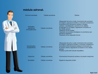 médula adrenal.
Hormona secretada Células secretoras Efectos
Adrenalina
(epinefrina)
(Principalmente)
Células cromafines
•Respuesta de lucha o huida: Incremento del suministro
de oxígeno y glucosa al cerebro y músculos (mediante el
incremento de la frecuencia cardiaca y el gasto
cardíaco, vasodilatación, aumento en la catálisis
de glicogeno en el hígado, degradación de lípidos en
los células grasas)
•Dilatación de las pupilas
•Supresión de procesos fisiológicos no prioritarios (por
ejemplo la digestión)
•Supresión de la respuesta inmune
Noradrenalina
(norepinefrina)
Células cromafines
•Respuesta de lucha o cuida: Incremento del suministro
de oxígeno y glucosa al cerebro y músculos (mediante el
incremento de la frecuencia cardiaca e incremento de
la presión arterial, degradación de lípidos en los células
grasas)
•Puesta a punto del músculo esquelético.
Dopamina Células cromafines Incrementa la frecuencia cardiaca y la presión sanguínea
Encefalina Células cromafines Regula la respuesta al dolor
 