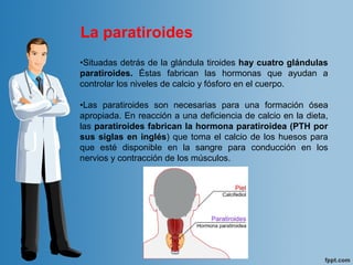•Situadas detrás de la glándula tiroides hay cuatro glándulas
paratiroides. Éstas fabrican las hormonas que ayudan a
controlar los niveles de calcio y fósforo en el cuerpo.
•Las paratiroides son necesarias para una formación ósea
apropiada. En reacción a una deficiencia de calcio en la dieta,
las paratiroides fabrican la hormona paratiroidea (PTH por
sus siglas en inglés) que toma el calcio de los huesos para
que esté disponible en la sangre para conducción en los
nervios y contracción de los músculos.
La paratiroides
 