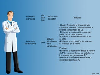 Hormona
secretada
Abr
evia
tura
Células que
secretan
Efectos
Hormona
paratiroidea
PTH
Células
principales
de la
paratiroides
•Calcio: Estimula la liberación de
Ca desde el hueso, aumentando los
niveles sanguíneos de Ca
•Estimula la reabsorción ósea por
parte de los osteoclastos
•Estimula la reabsorción de Ca en
el riñón
•Estimula la producción de vitamina
D activada en el riñón
Fosfato:
•Estimula la liberación desde el hueso
de PO, incrementando de esta forma
los niveles sanguíneos de PO
•Inhibe la reabsorción renal de PO,
excretándose más PO
 