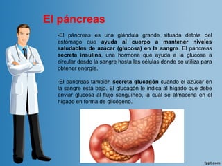 •El páncreas es una glándula grande situada detrás del
estómago que ayuda al cuerpo a mantener niveles
saludables de azúcar (glucosa) en la sangre. El páncreas
secreta insulina, una hormona que ayuda a la glucosa a
circular desde la sangre hasta las células donde se utiliza para
obtener energía.
•El páncreas también secreta glucagón cuando el azúcar en
la sangre está bajo. El glucagón le indica al hígado que debe
enviar glucosa al flujo sanguíneo, la cual se almacena en el
hígado en forma de glicógeno.
El páncreas
 