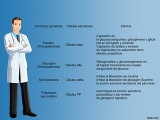 Hormona secretada Células secretoras Efectos
Insulina
(Principalmente)
Células beta
Captación de
la glucosa sanguínea, glicogénesis y glicol
isis en el hígado y músculo
Captación de lípidos y síntesis
de triglicéridos en adipocitos otros
efectos anabólicos
Glucagón
(Principalmente)
Células alfa
Glicogenolisis y gluconeogénesis en
el hígado Incrementa los niveles
sanguíneos de glucosa
Somatostatina Células delta
Inhibe la liberación de insulina
Inhibe la liberación de glucagón Suprime
la acción exocrina secretoria del páncreas
Polipéptido
pancreático
Células PP
Autorregula la función secretora
pancreática y los niveles
de glicógeno hepático.
 