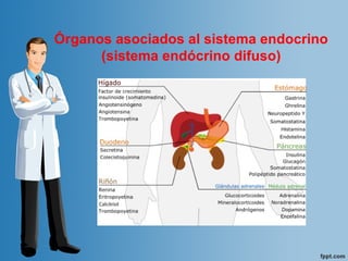 Órganos asociados al sistema endocrino
(sistema endócrino difuso)
 