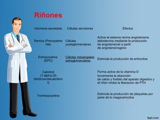 Riñones
Hormona secretada Células secretoras Efectos
Renina (Principalme
nte)
Células
yuxtaglomerulares
Activa el sistema renina angiotensina
aldosterona mediante la producción
de angiotensinaI a partir
de angiotensinogeno
Eritropoyetina
(EPO)
Células mesangiales
extraglomerulares
Estimula la producción de eritrocitos
Calcitriol
(1-alpha,25-
dihidroxicolecalcifero
l)
Forma activa de la vitamina D
Incrementa la absorción
de calcio y fosfato del aparato digestivo y
el riñón inhibe la liberación de PTH
Trombopoyetina
Estimula la producción de plaquetas por
parte de lo megacariocitos​
 