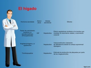 El hígado
Hormona secretada
Abrevi
atura
Células
secretoras
Efectos
Factor de crecimiento
insulínico (o
somatomedinas)
(Principalmente)
IGF Hepatocitos
Efecto reguladores similares a la insulina que
modulan el crecimiento celular y crecimiento
corporal
Angiotensinógeno y a
ngiotensina
Hepatocitos
Vasoconstricción Liberación
de aldosterona desde la corteza suprarrenal
dipsógeno
Trombopoyetina Hepatocitos
Estimula la producción de plaquetas por parte
de los megacariocitos​
 