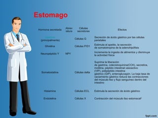 Estomago
Hormona secretada
Abrev
iatura
Células
secretoras
Efectos
Gastrina
(principalmente)
Células G
Secreción de ácido gástrico por las células
parietales
Ghrelina Células P/D1
Estimula el apetito, la secreción
de somatotropina de la adenohipófisis
Neuropéptido Y NPY
Incrementa la ingesta de alimentos y disminuye
la actividad física
Somatostatina Células delta
Suprime la liberación
de gastrina, colecistoquinina(CCK), secretina,
motilina, péptido intestinal vasoactivo
(VIP), polipéptido intestina
gástrico (GIP), enteroglucagón. La baja tasa de
vaciamiento gástrico reduce las contracciones
del músculo liso y flujo sanguíneo dentro del
intestino​
Histamina Células ECL Estimula la secreción de ácido gástrico
Endotelina Células X Contracción del músculo liso estomacal2
 