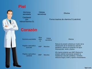 Piel
Hormona
secretada
Células
secretoras
Efectos
Calcifediol
(25-
hidroxivitamina D)
Forma inactiva de vitamina D (calcitriol)
Hormona secretada
Abre
viatu
ra
Célula
secretora
Efectos
Péptido natriurético
auricular
ANP Miocitos
Reduce la presión arterial por medio de la
disminución de la resistencia vascular
periférica, reduce el contenido de agua
intravascular, sodio y lípidos
Péptido natriurético
cerebral
BNP Miocitos
(Es menos potente que ANP) Reduce la
presión arterial reduciendo también la
resistencia vascular periférica. También
reduce el agua, sodio y lípidos intracelulares
Corazón
 