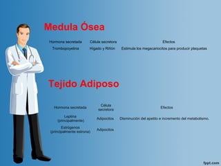 Medula Ósea
Tejido Adiposo
Hormona secretada
Célula
secretora
Efectos
Leptina
(principalmente)
Adipocitos Disminución del apetito e incremento del metabolismo.
Estrógenos
(principalmente estrona)
Adipocitos
Hormona secretada Célula secretora Efectos
Trombopoyetina Hígado y Riñón Estimula los megacariocitos para producir plaquetas
 