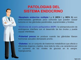 PATOLOGIAS DEL
SISTEMA ENDOCRINO
•Neoplasia endocrina múltiple I y II (MEN I y MEN II): son
enfermedades genéticas poco comunes que pueden causar
tumores en las glándulas paratiroides, suprarrenales y tiroides.
•Síndrome de ovario poliquístico (SOP): la sobreproducción de
andrógenos interfiere con el desarrollo de los óvulos y puede
causar infertilidad.
•Pubertad precoz: se produce cuando las glándulas liberan
hormonas sexuales demasiado pronto.
•Diabetes: es un conjunto de trastornos metabólicos que afecta a
diferentes órganos y tejidos, dura toda la vida y se caracteriza por
un aumento de los niveles de glucosa en la sangre:
hiperglucemia.
 