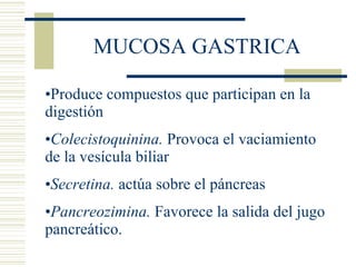 MUCOSA GASTRICA Produce compuestos que participan en la digestión Colecistoquinina.  Provoca el vaciamiento de la vesícula biliar Secretina.  actúa sobre el páncreas Pancreozimina.  Favorece la salida del jugo pancreático. 