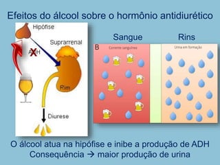 Efeitos do álcool sobre o hormônio antidiurético
O álcool atua na hipófise e inibe a produção de ADH
Consequência  maior produção de urina
X
Sangue Rins
 