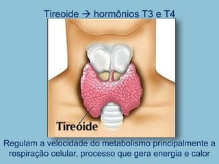 Tireoide  hormônios T3 e T4
Regulam a velocidade do metabolismo principalmente a
respiração celular, processo que gera energia e calor
 