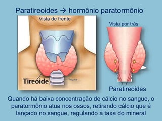 Paratireoides  hormônio paratormônio
Quando há baixa concentração de cálcio no sangue, o
paratormônio atua nos ossos, retirando cálcio que é
lançado no sangue, regulando a taxa do mineral
Vista de frente
Vista por trás
Paratireoides
 