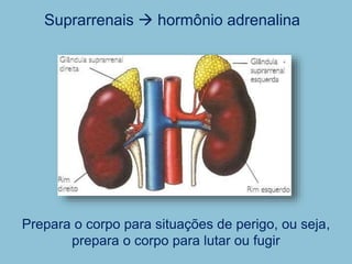 Suprarrenais  hormônio adrenalina
Prepara o corpo para situações de perigo, ou seja,
prepara o corpo para lutar ou fugir
 