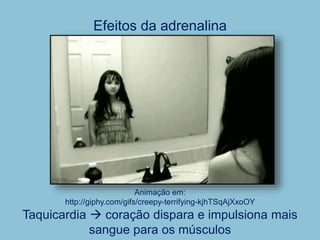 Efeitos da adrenalina
Taquicardia  coração dispara e impulsiona mais
sangue para os músculos
Animação em:
http://giphy.com/gifs/creepy-terrifying-kjhTSqAjXxoOY
 