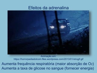 Efeitos da adrenalina
Aumenta frequência respiratória (maior absorção de O2)
Aumenta a taxa de glicose no sangue (fornecer energia)
Animação em:
https://horrorpediadotcom.files.wordpress.com/2013/01/xtrogif.gif
 