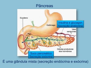 Pâncreas
É uma glândula mista (secreção endócrina e exócrina)
Suco pancreático
Secreção exócrina
Insulina e glucagon
Secreção endócrina
 