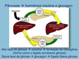 Pâncreas  hormônios insulina e glucagon
Alta taxa de glicose  insulina  formação de Glicogênio
(forma como o fígado armazena glicose)
Baixa taxa de glicose  glucagon  fígado libera glicose
 
