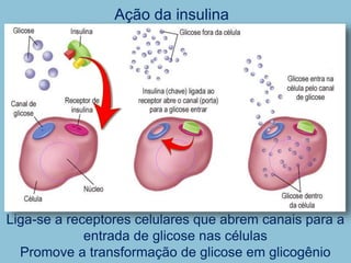 Ação da insulina
Liga-se a receptores celulares que abrem canais para a
entrada de glicose nas células
Promove a transformação de glicose em glicogênio
 