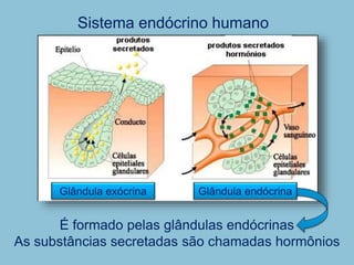 Sistema endócrino humano
É formado pelas glândulas endócrinas
As substâncias secretadas são chamadas hormônios
Glândula endócrina
Glândula exócrina
 