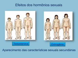 Efeitos dos hormônios sexuais
Aparecimento das características sexuais secundárias
Testosterona Estrogênio
 