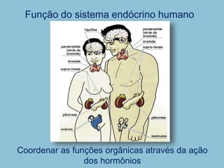 Função do sistema endócrino humano
Coordenar as funções orgânicas através da ação
dos hormônios
 