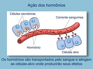Células secretoras
Células alvo
Corrente sanguínea
Hormônio
Ação dos hormônios
Os hormônios são transportados pelo sangue e atingem
as células-alvo onde produzirão seus efeitos
 