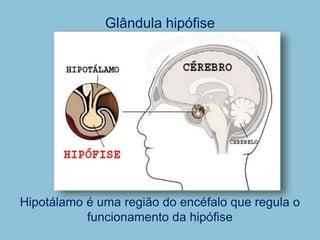 Glândula hipófise
Hipotálamo é uma região do encéfalo que regula o
funcionamento da hipófise
 