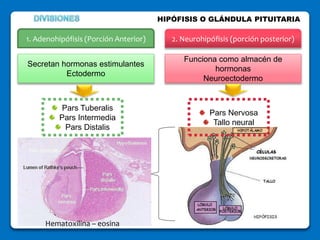 sistema endocrino.pptx